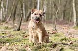 BORDER TERRIER 029